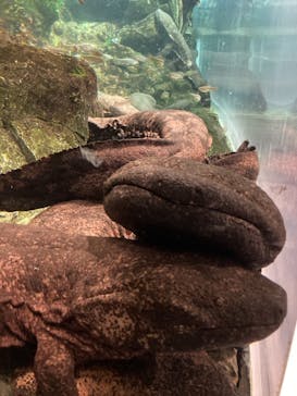 京都水族館に投稿された画像（2021/3/21）