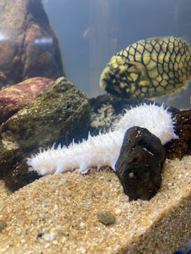 京都水族館に投稿された画像（2021/3/21）