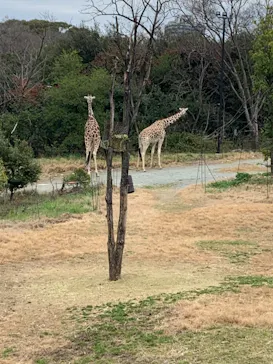 天王寺動物園に投稿された画像（2021/3/21）
