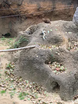 天王寺動物園に投稿された画像（2021/3/21）