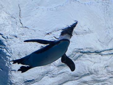 サンシャイン水族館に投稿された画像（2021/3/21）