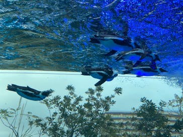 サンシャイン水族館に投稿された画像（2021/3/21）