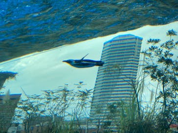 サンシャイン水族館に投稿された画像（2021/3/21）