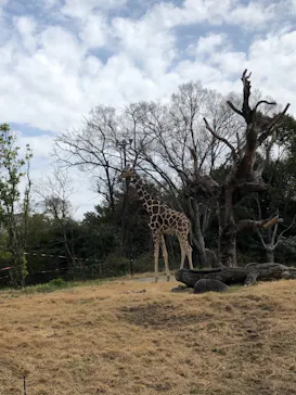 天王寺動物園に投稿された画像（2021/3/21）