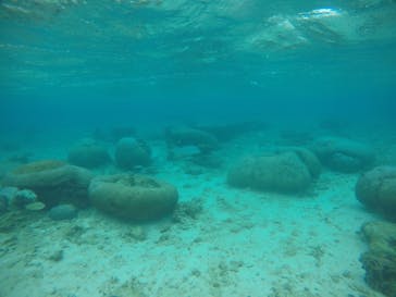 武藤潜水に投稿された画像（2021/3/21）