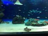 サンシャイン水族館に投稿された画像（2021/3/21）