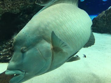 サンシャイン水族館に投稿された画像（2021/3/21）