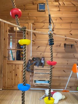 おさるランド＆アニタウン　日光さる軍団劇場に投稿された画像（2021/3/21）