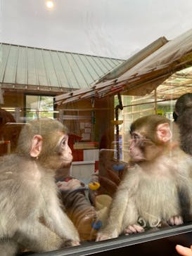 おさるランド＆アニタウン　日光さる軍団劇場に投稿された画像（2021/3/21）