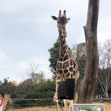 天王寺動物園に投稿された画像（2021/3/21）