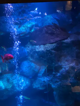 すみだ水族館に投稿された画像（2021/3/21）