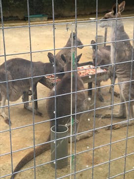 沖縄こどもの国に投稿された画像（2021/3/21）