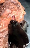 すみだ水族館に投稿された画像（2021/3/21）
