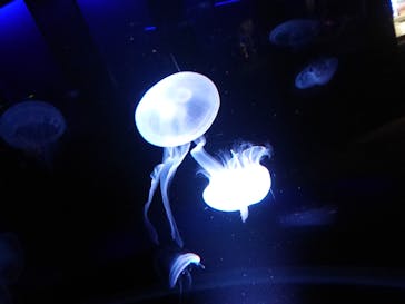 京都水族館に投稿された画像（2021/3/21）