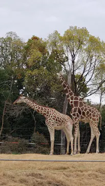 天王寺動物園に投稿された画像（2021/3/21）