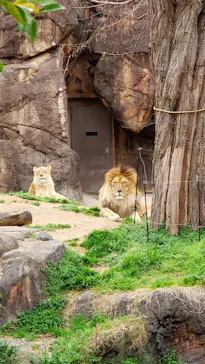 天王寺動物園に投稿された画像（2021/3/21）