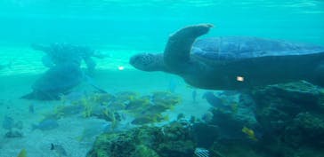 横浜・八景島シーパラダイスに投稿された画像（2021/3/21）