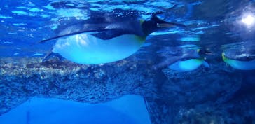 横浜・八景島シーパラダイスに投稿された画像（2021/3/21）