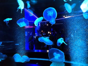 京都水族館に投稿された画像（2021/3/21）