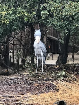 神戸どうぶつ王国に投稿された画像（2021/3/21）