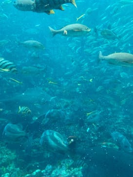 下田海中水族館に投稿された画像（2021/3/21）