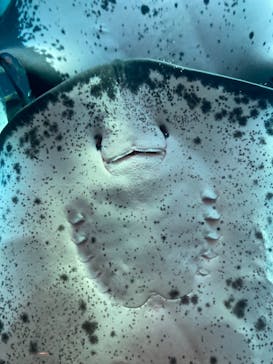 下田海中水族館に投稿された画像（2021/3/21）