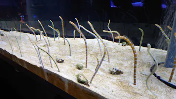 すみだ水族館に投稿された画像（2021/3/21）