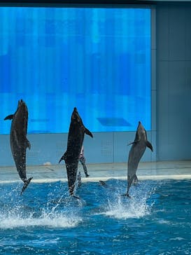 横浜・八景島シーパラダイスに投稿された画像（2021/3/20）