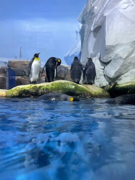 横浜・八景島シーパラダイスに投稿された画像（2021/3/20）