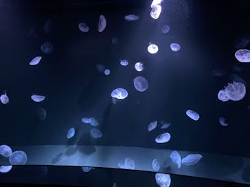 サンシャイン水族館に投稿された画像（2021/3/21）