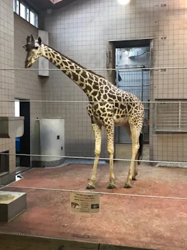 天王寺動物園に投稿された画像（2021/3/21）