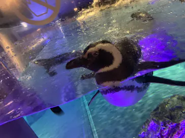 すみだ水族館に投稿された画像（2021/3/21）