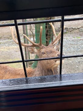 那須サファリパークに投稿された画像（2021/3/21）