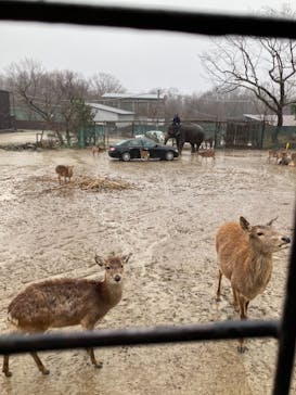 那須サファリパークに投稿された画像（2021/3/21）