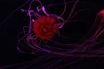 すみだ水族館に投稿された画像（2021/3/21）