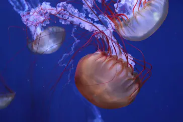 すみだ水族館に投稿された画像（2021/3/21）