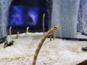 すみだ水族館に投稿された画像（2021/3/21）