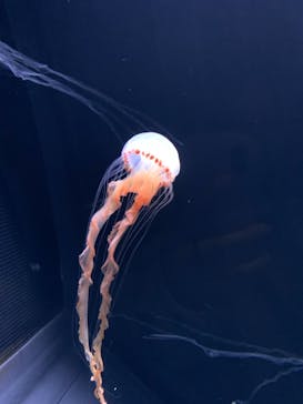 サンシャイン水族館に投稿された画像（2021/3/21）