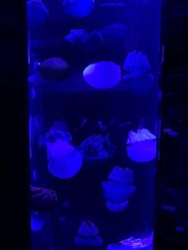 サンシャイン水族館に投稿された画像（2021/3/21）