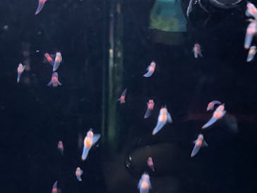 サンシャイン水族館に投稿された画像（2021/3/21）