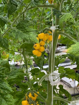 くらもとファームに投稿された画像（2021/3/21）