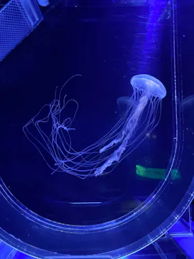 すみだ水族館に投稿された画像（2021/3/21）