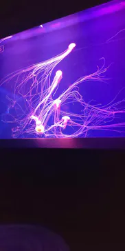 すみだ水族館に投稿された画像（2021/3/21）