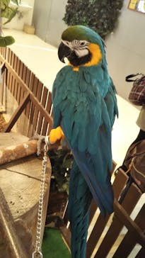 Moff animal cafe イオンモール幕張新都心店に投稿された画像（2021/3/21）