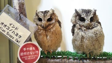 Moff animal cafe イオンモール幕張新都心店に投稿された画像（2021/3/21）