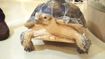 Moff animal cafe イオンモール幕張新都心店に投稿された画像（2021/3/21）