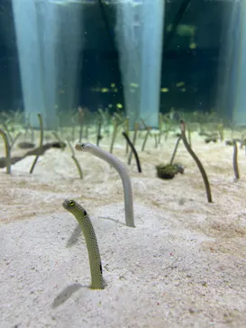 すみだ水族館に投稿された画像（2021/3/21）