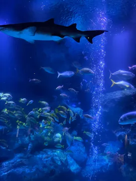 すみだ水族館に投稿された画像（2021/3/21）