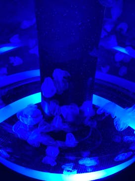 マクセル アクアパーク品川に投稿された画像（2021/3/21）