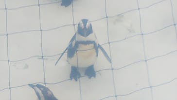 横浜・八景島シーパラダイスに投稿された画像（2021/3/21）